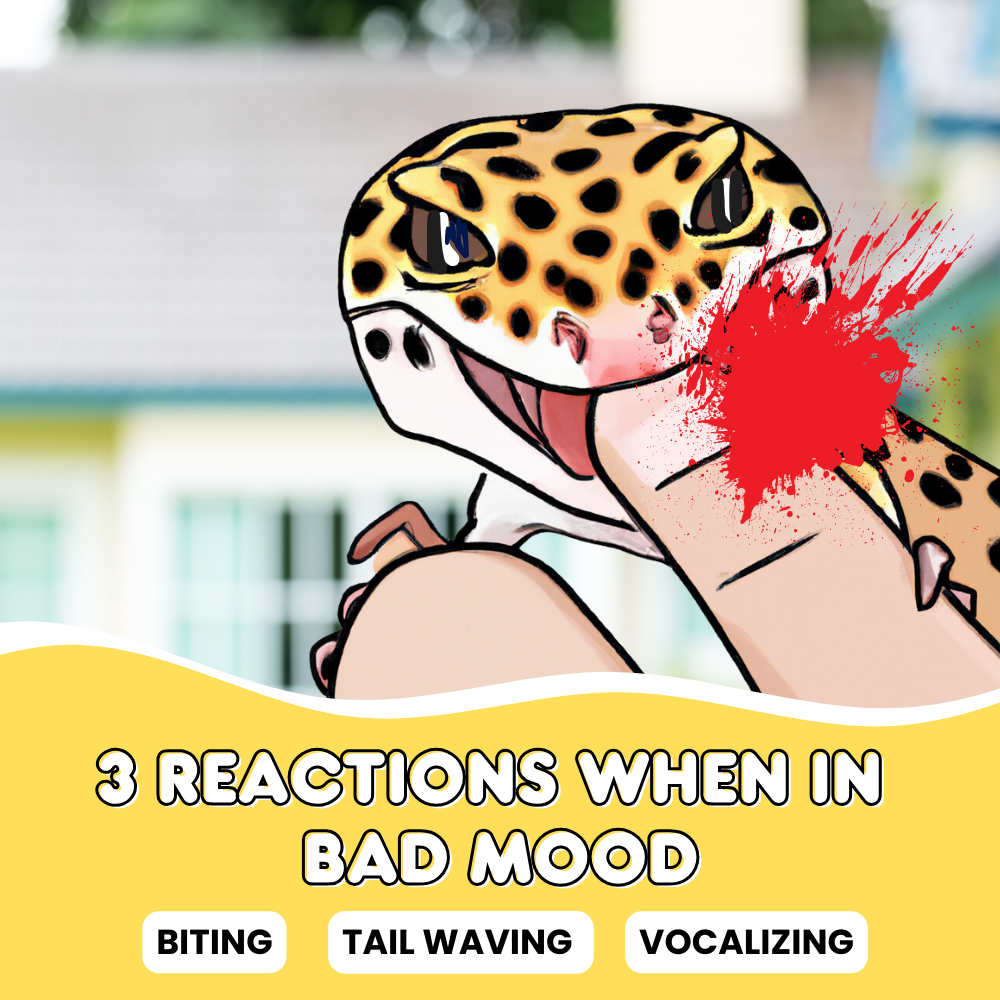 3 Bad Mood Reactions from Leopard Geckos You Should Know About