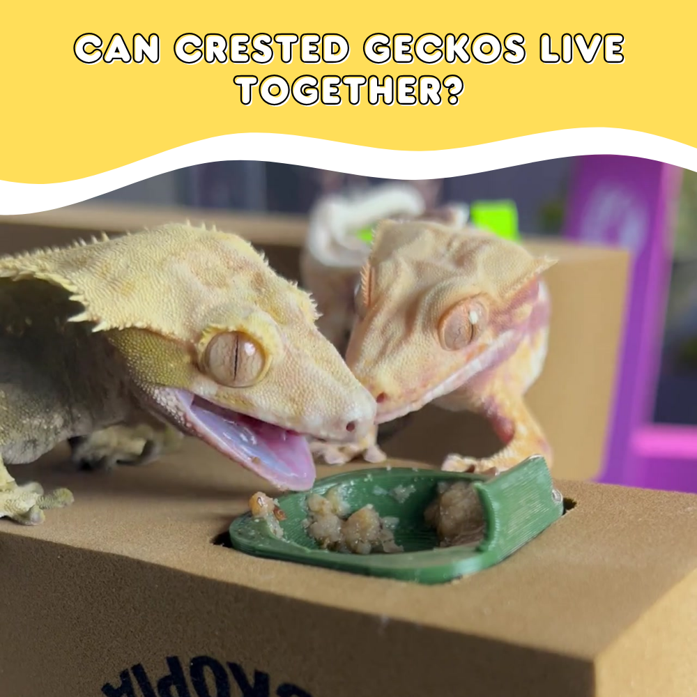 Can Crested Geckos Live Together? – Geckopia