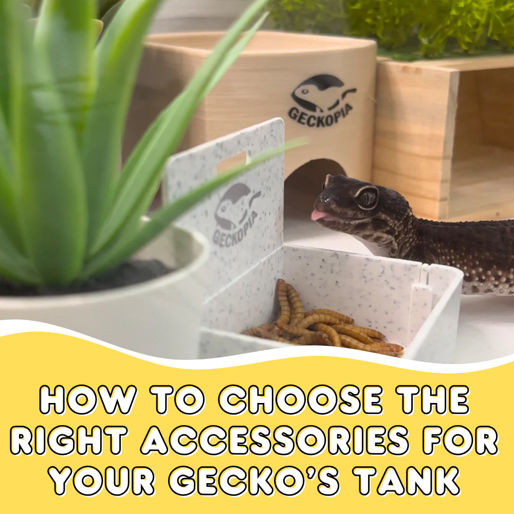 How to Choose the Right Accessories for Your Gecko’s Tank