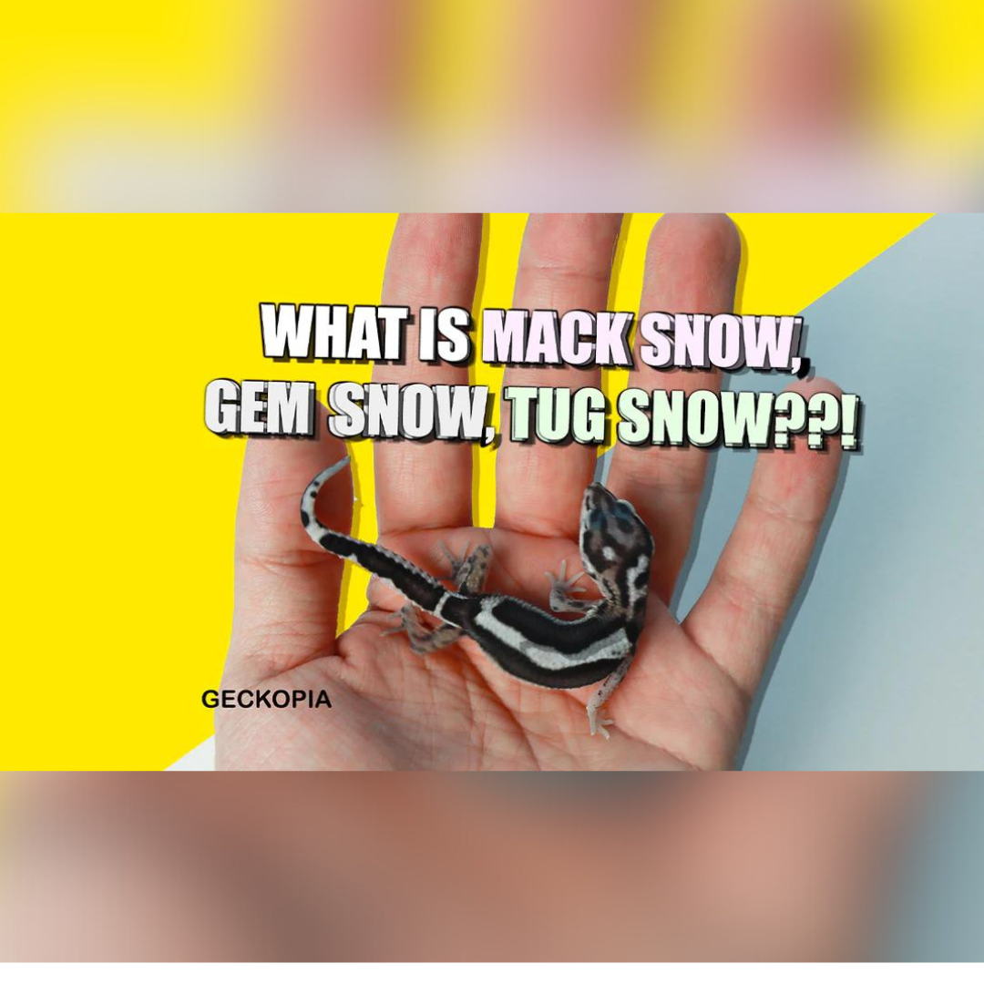 Mack Snow, Gem Snow, Tug Snow Leopard Gecko Morph 101