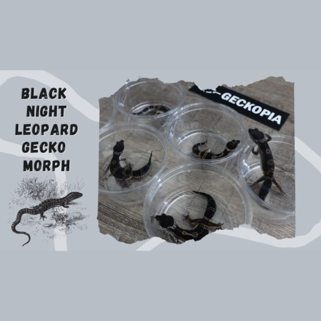 Black Night Leopard Gecko Morph 101