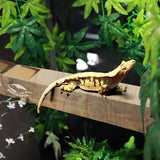 Reptile Flex Bridges