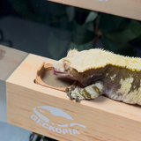 Reptile Flex Bridges