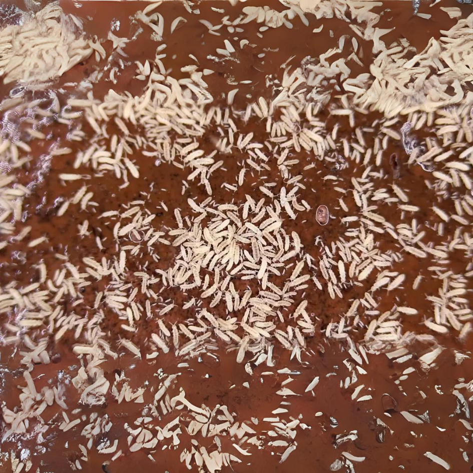 Springtails | Free Shipping | 8oz Container