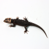 Red Eyed Crocodile Skink