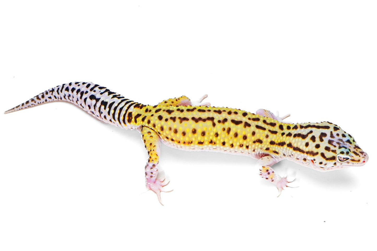 2330 - Mack Snow Eclipse - Male