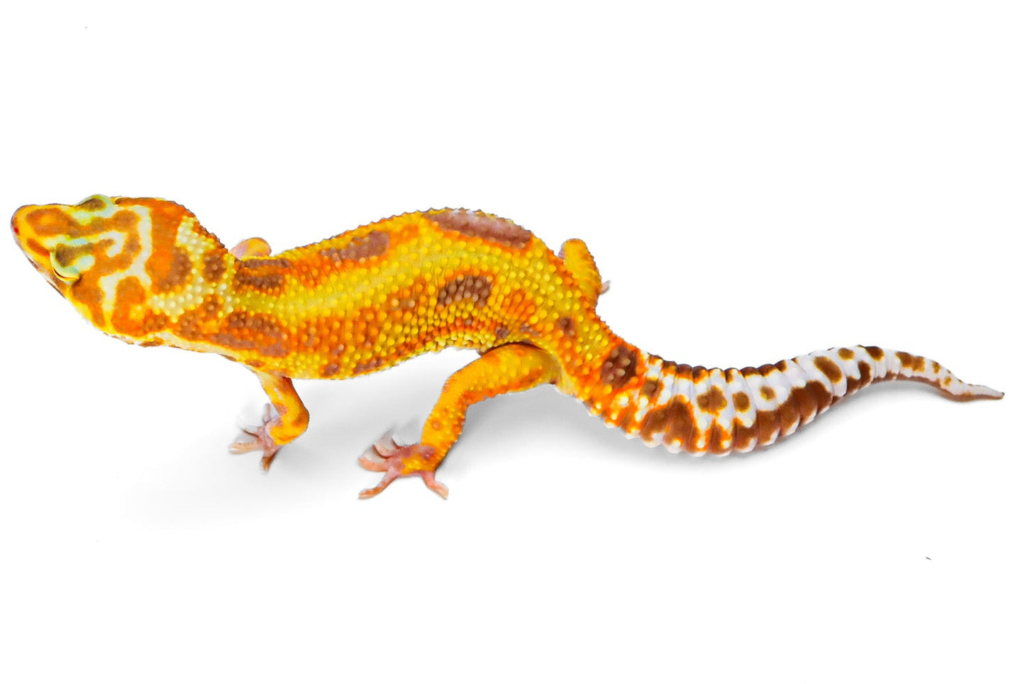 2332- WY Tremper - Male
