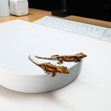 Pet Crested Gecko