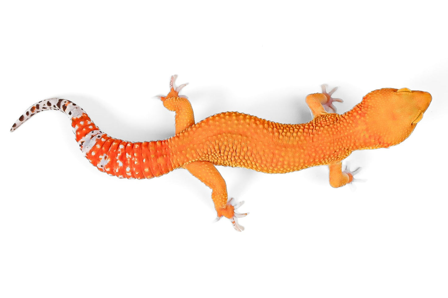(24BTBB) -Blood Tangerine, Het Bell, Het Eclipse - Female
