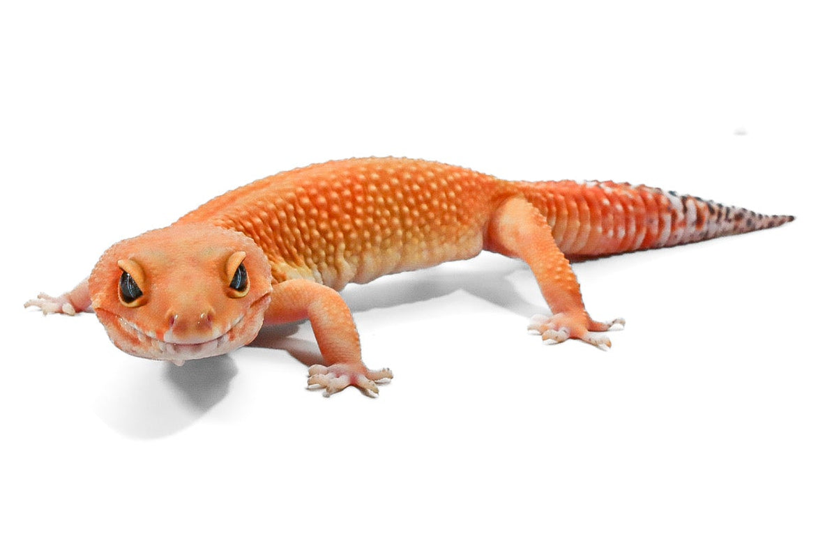 #1 - Blood Tangerine - Female