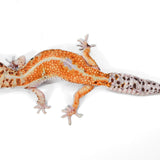 #10 - Pet Only - Female