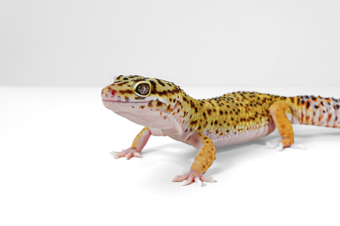 2508 - Mack Snow Eclipse - Male