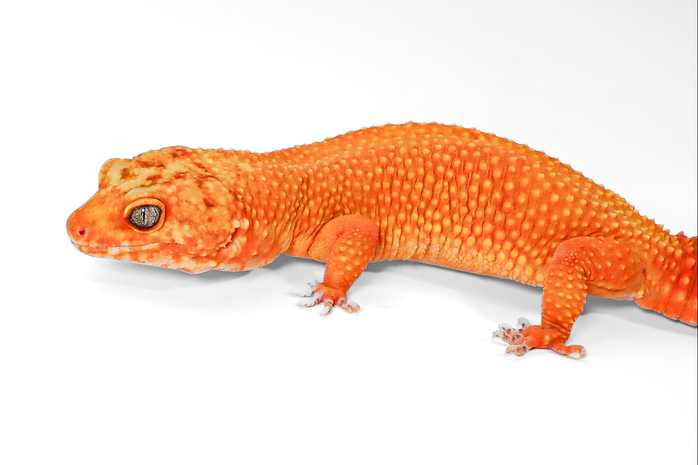 2418 - Mandarin Tangerine - Female