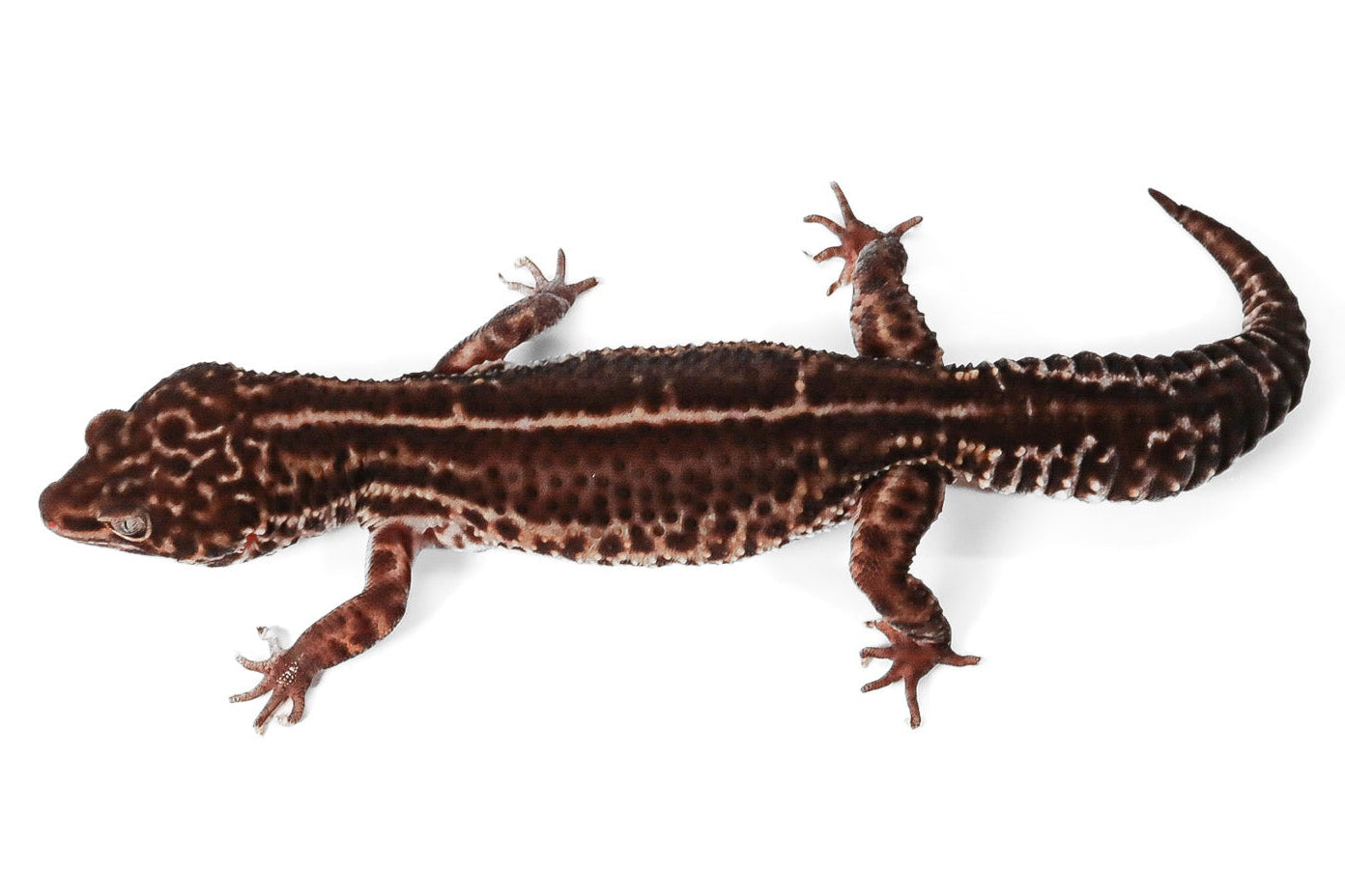 HOLD 2326 - Black Night Mack Snow - Female