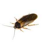 Male Dubia Roaches