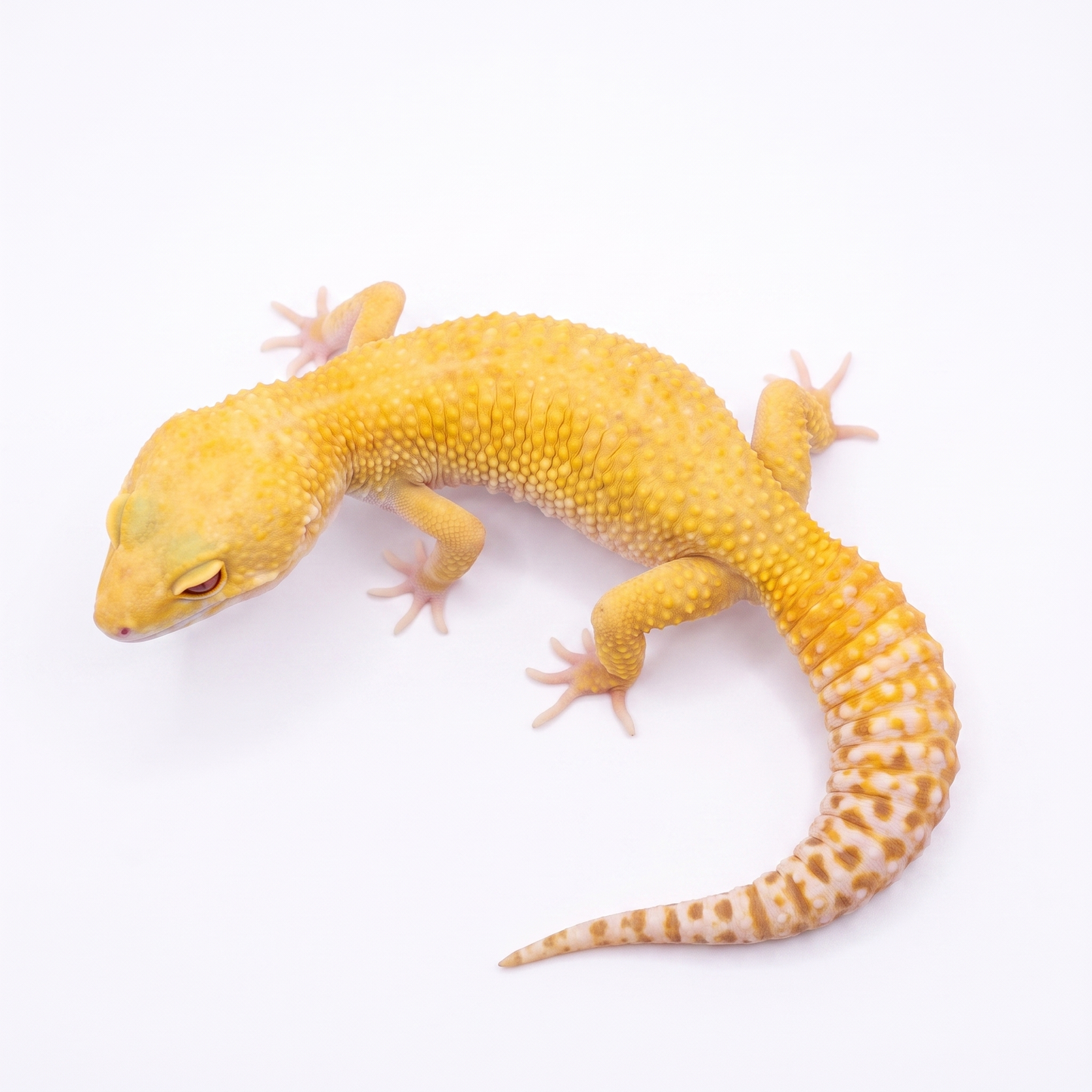 Reon - Radar - Female