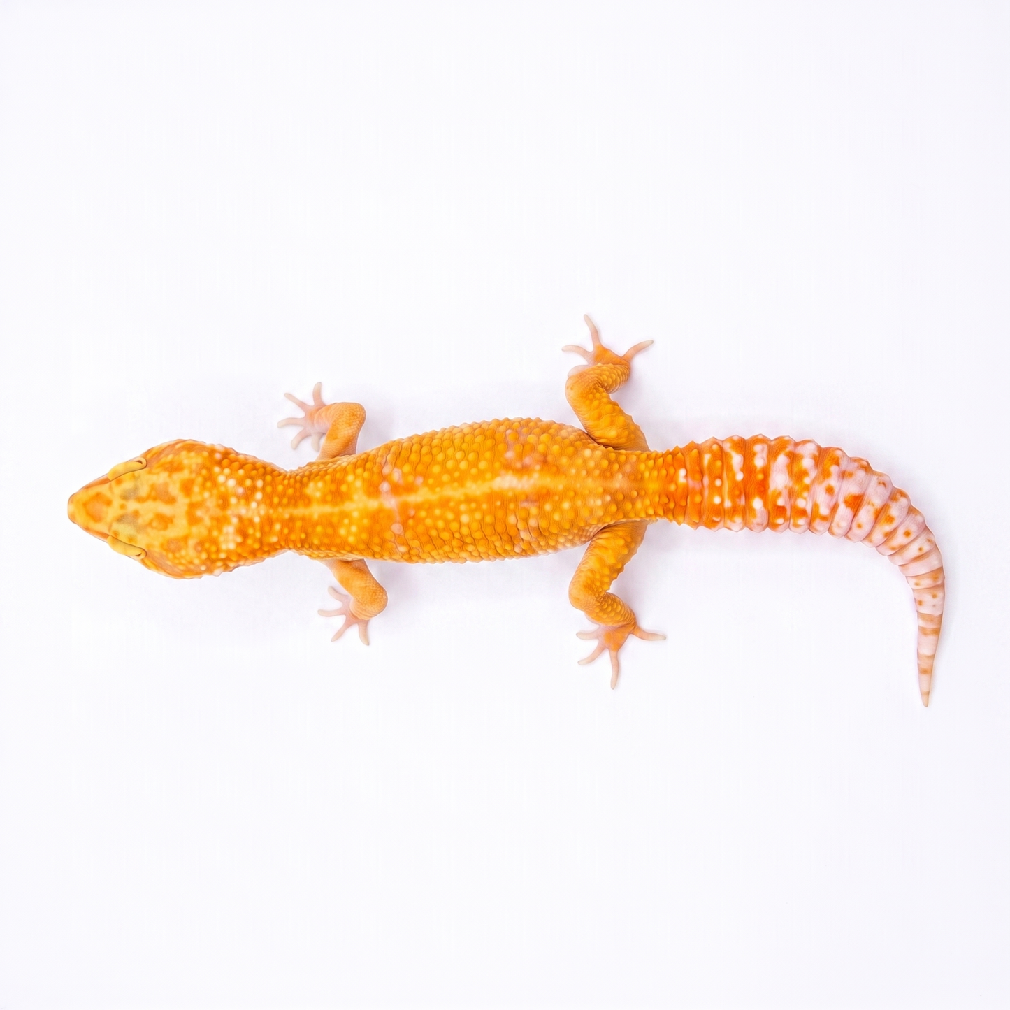 Neo - Tremper - Female