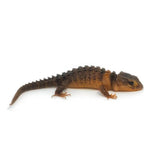 White Eyed Crocodile Skink
