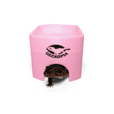 Gecko Place