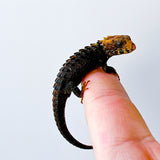 Red Eyed Crocodile Skink