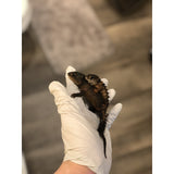 White Eyed Crocodile Skink