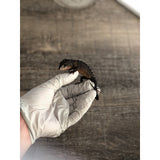 White Eyed Crocodile Skink