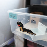 Leopard Gecko Morph Sticker/ Decals