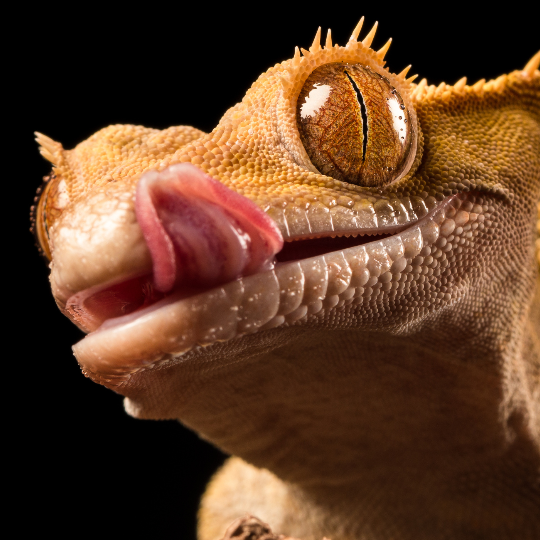Crested Gecko Facts Every Reptile Parent Should Know