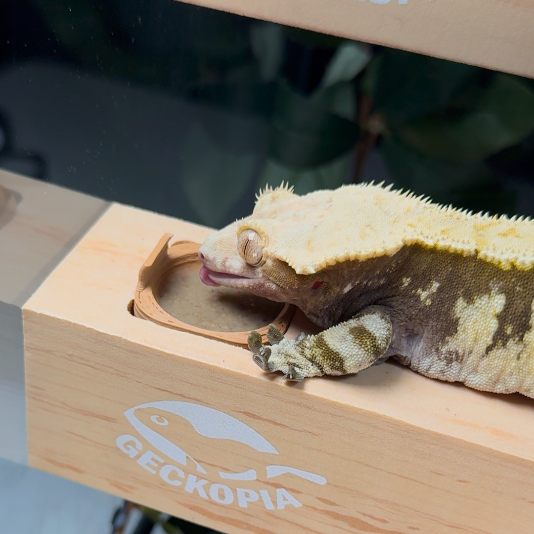 Why Commercial Diets Aren't Enough for Your Crested Gecko's Health