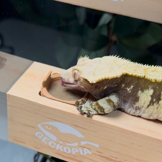 Why Commercial Diets Aren't Enough for Your Crested Gecko's Health