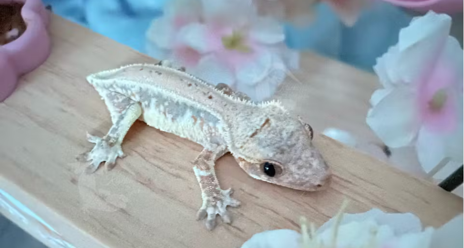 Why Crested Geckos Don’t Grow Their Tails Back