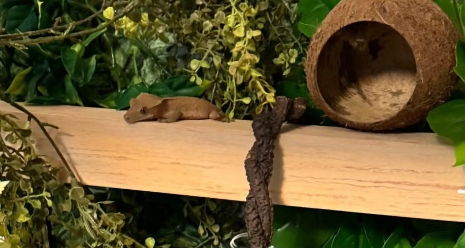 7 changes completely transformed their gecko’s behavior