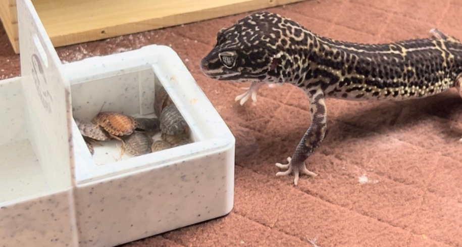 7 common causes are affecting their gecko’s weight