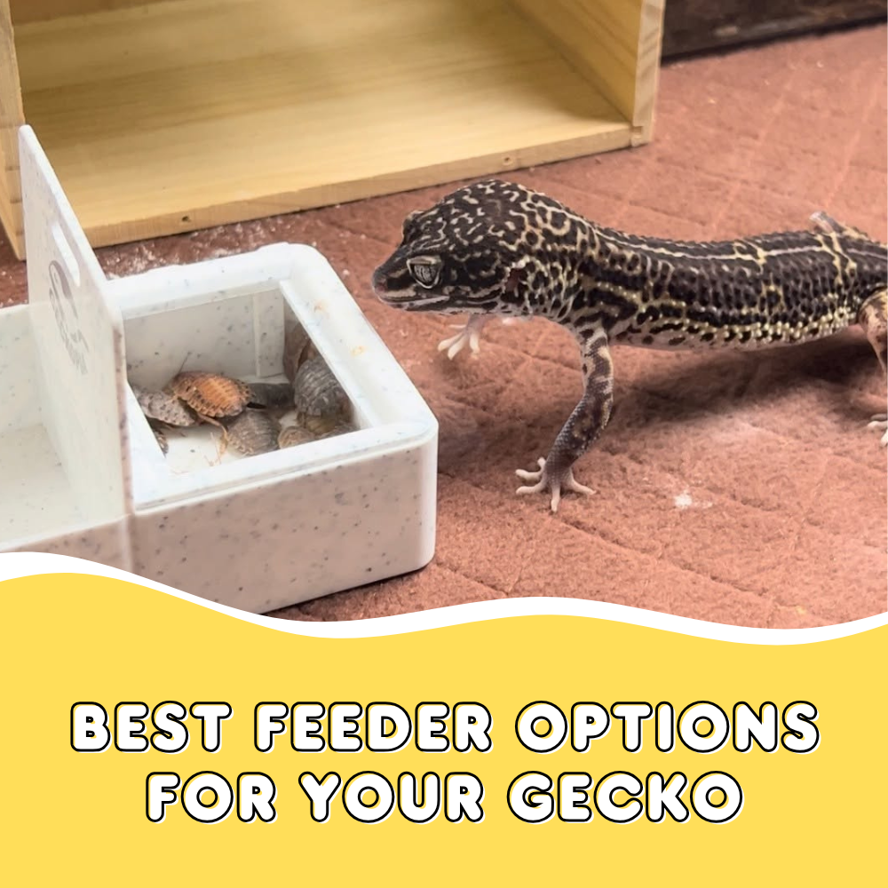 Best Feeder Options for Your Gecko