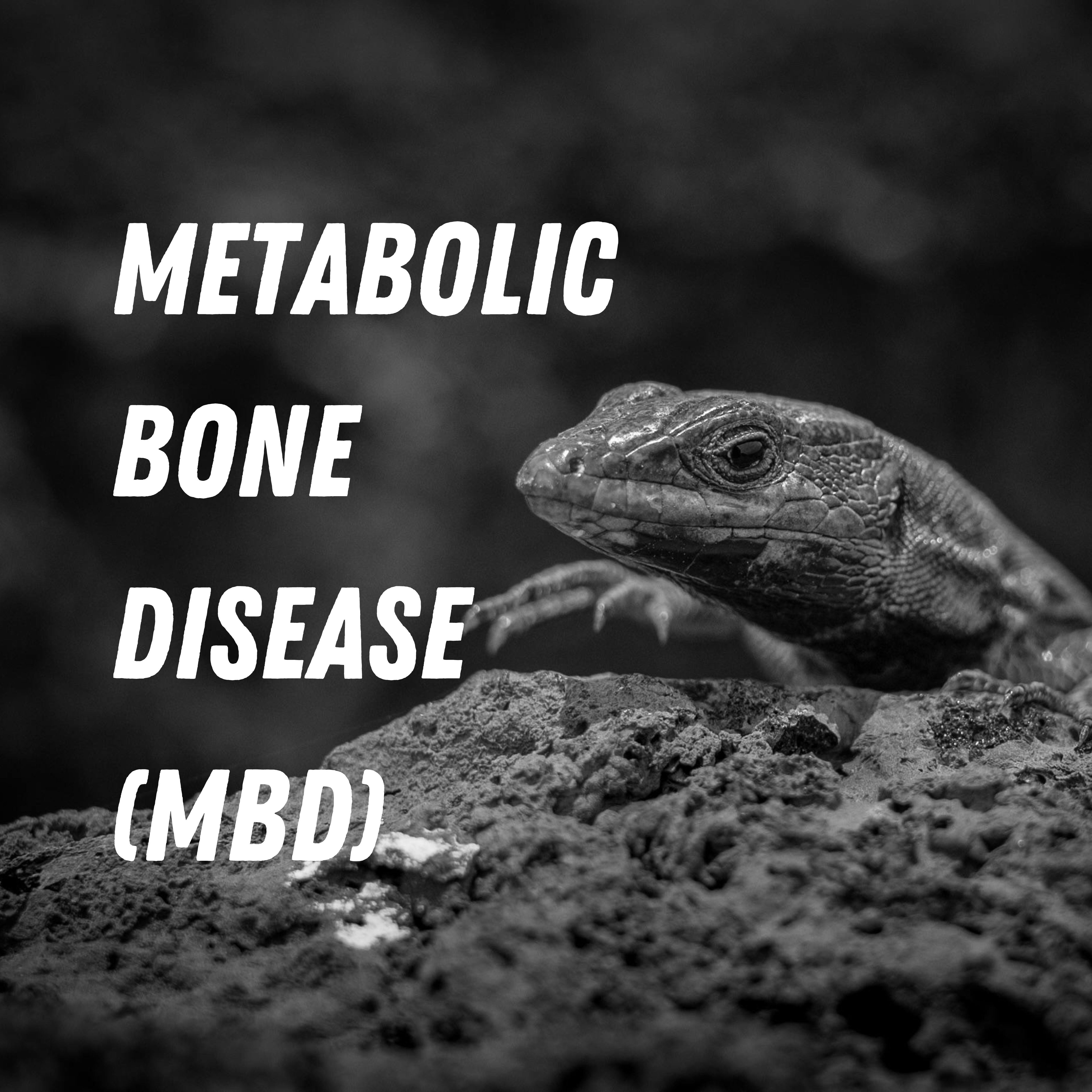 Is Your Reptile Showing These Alarming Symptoms? It Might Be Metabolic Bone Disease (MBD).