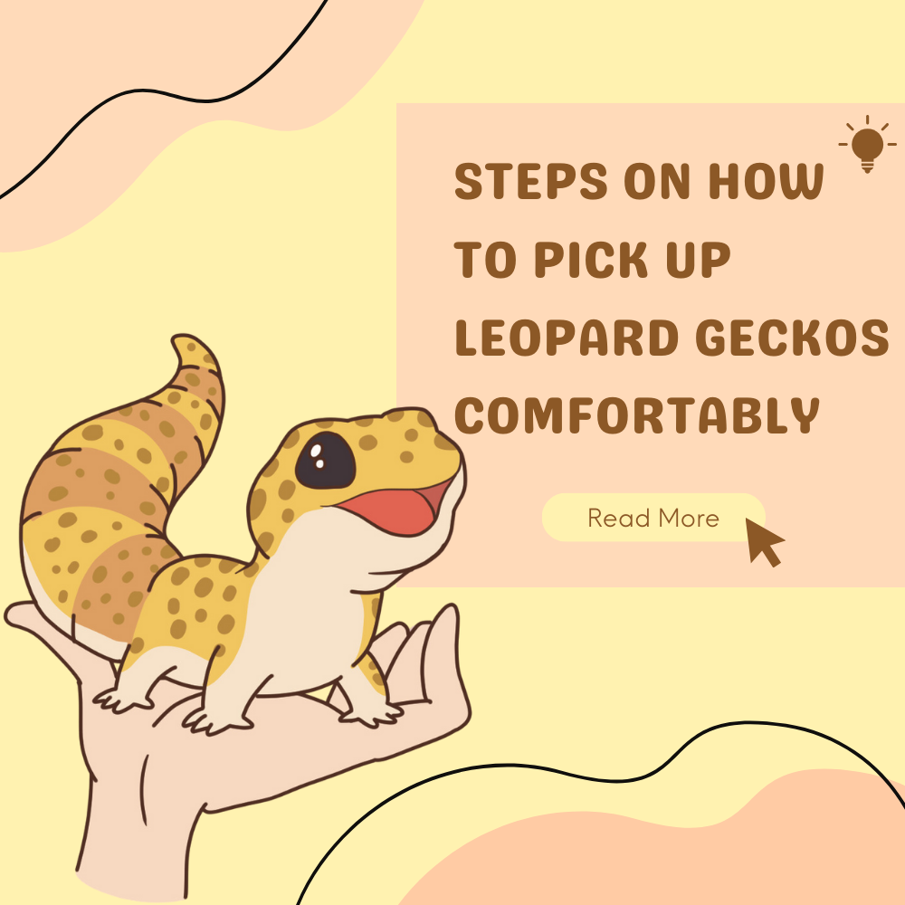 How To Pick Up Leopard Geckos Comfortably