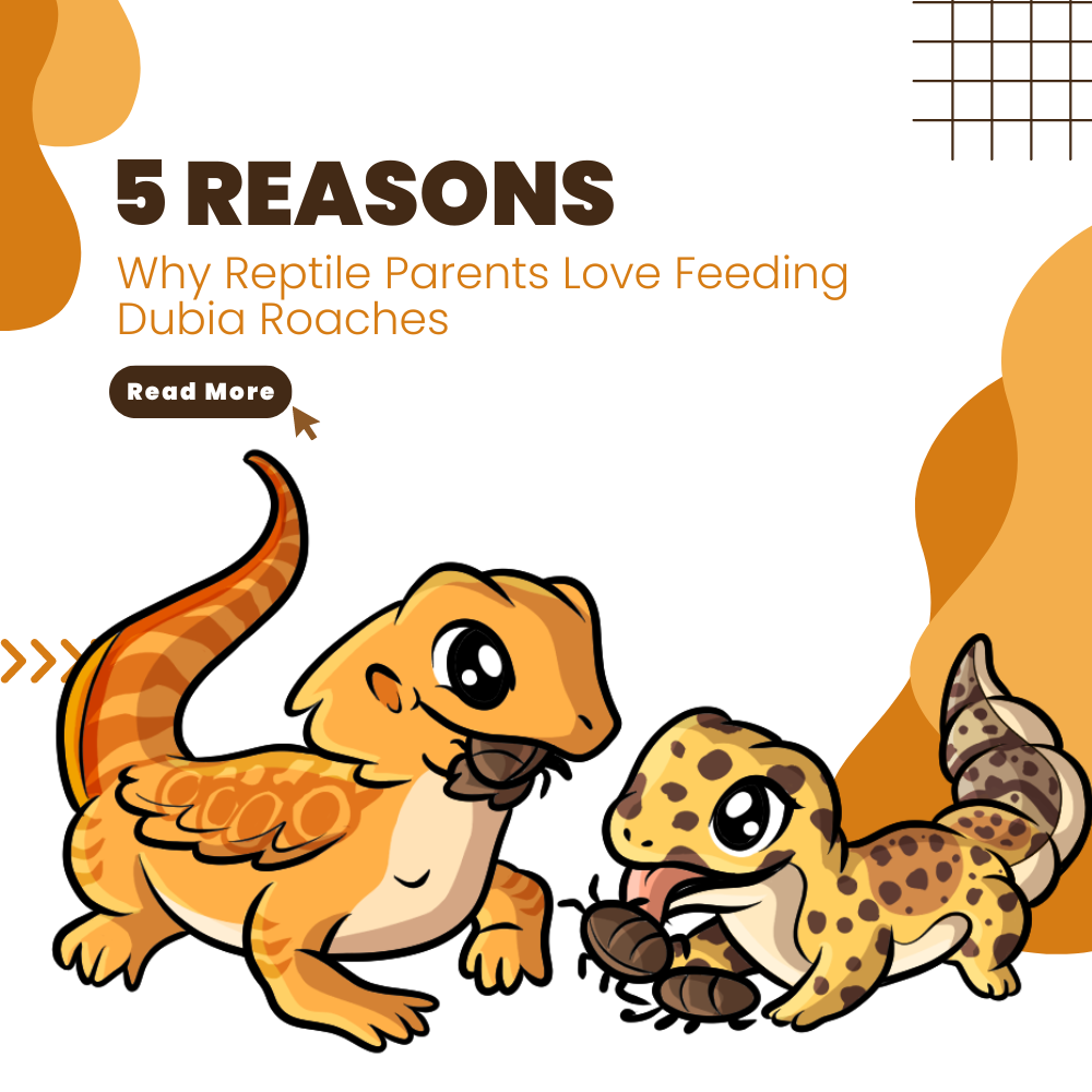 5 Reasons Why Reptile Parents Love Feeding Dubia Roaches!