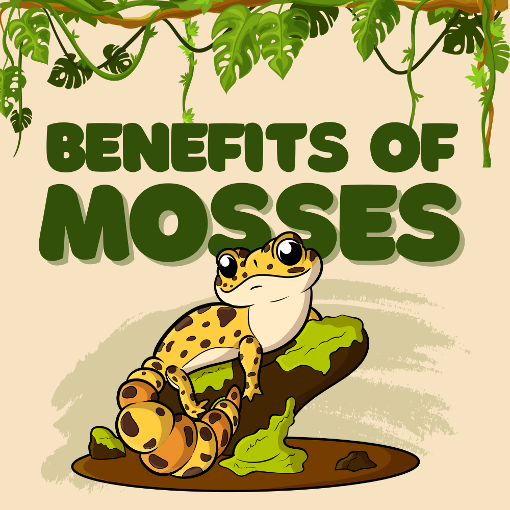 Moss Magic: Your Reptile's Companion for a Cozy Home!