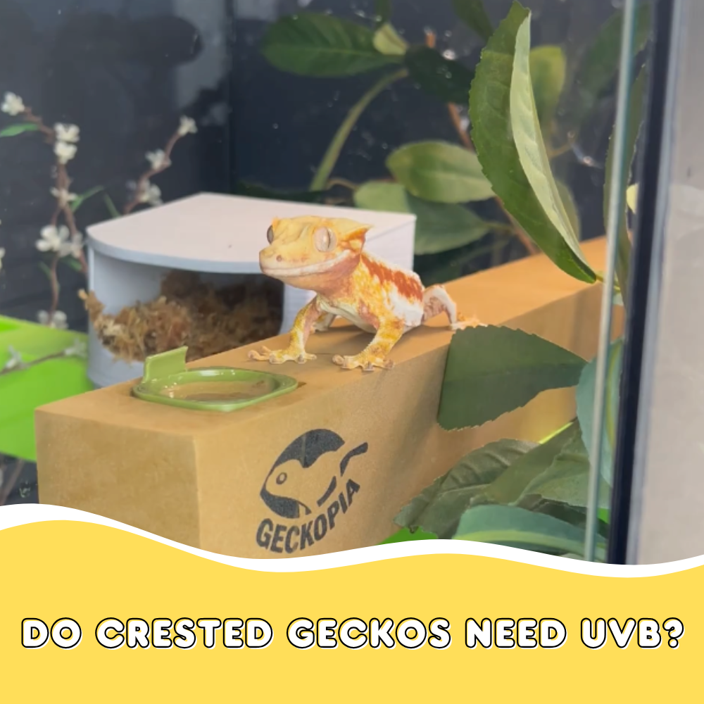 Do Crested Geckos Need UVB?