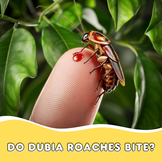 Do Dubia Roaches Bite?