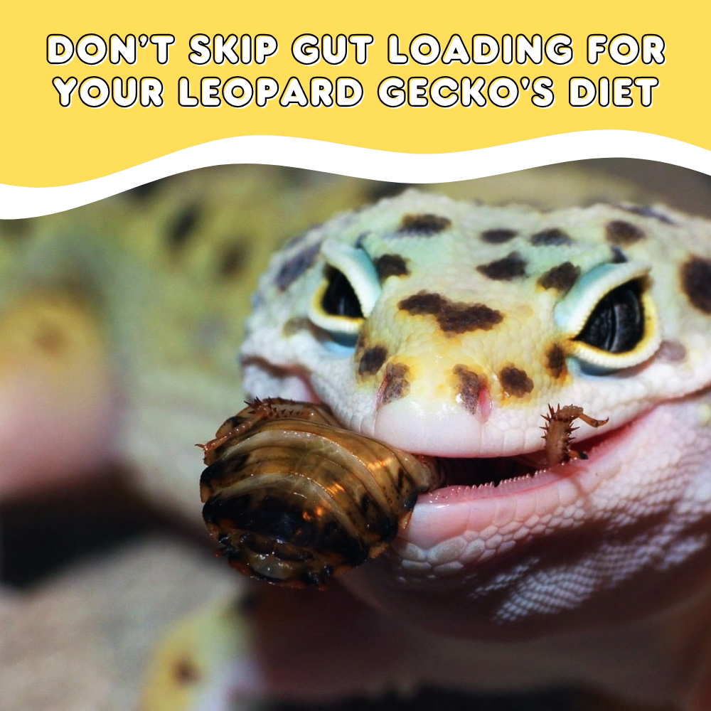 Don’t Skip Gut Loading for Your Leopard Gecko's Diet