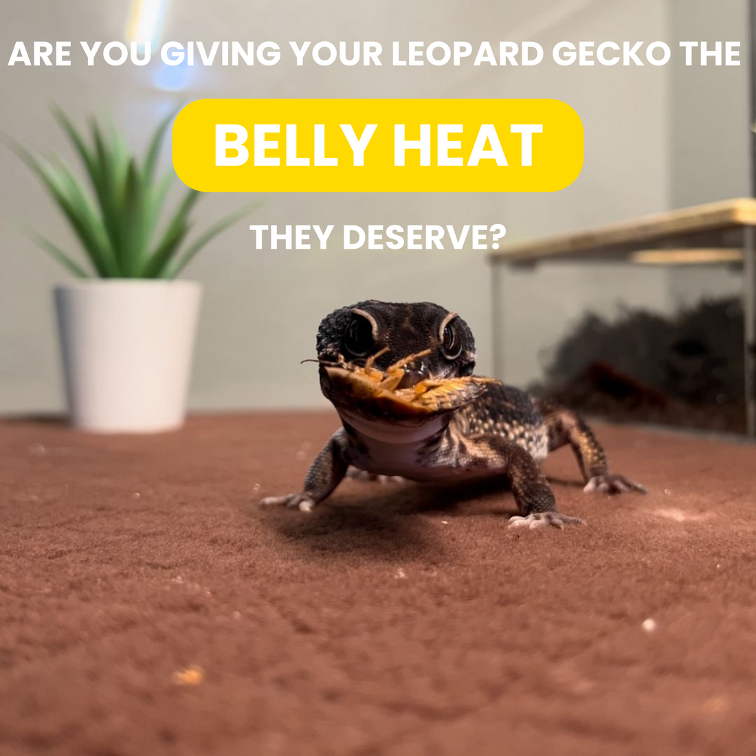 Are You Giving Your Leopard Gecko the Belly Heat They Deserve?