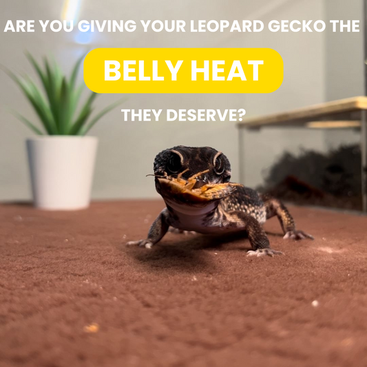 Are You Giving Your Leopard Gecko the Belly Heat They Deserve?