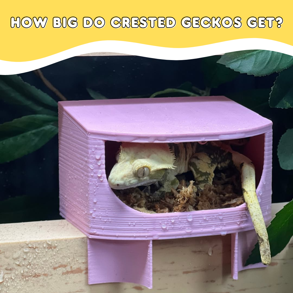 How Big Do Crested Geckos Get?