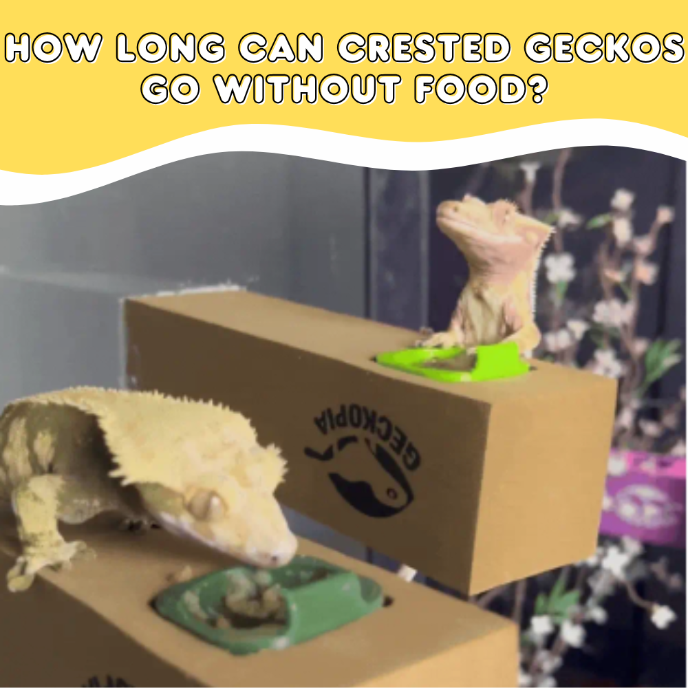 How Long Can Crested Geckos Go Without Food?
