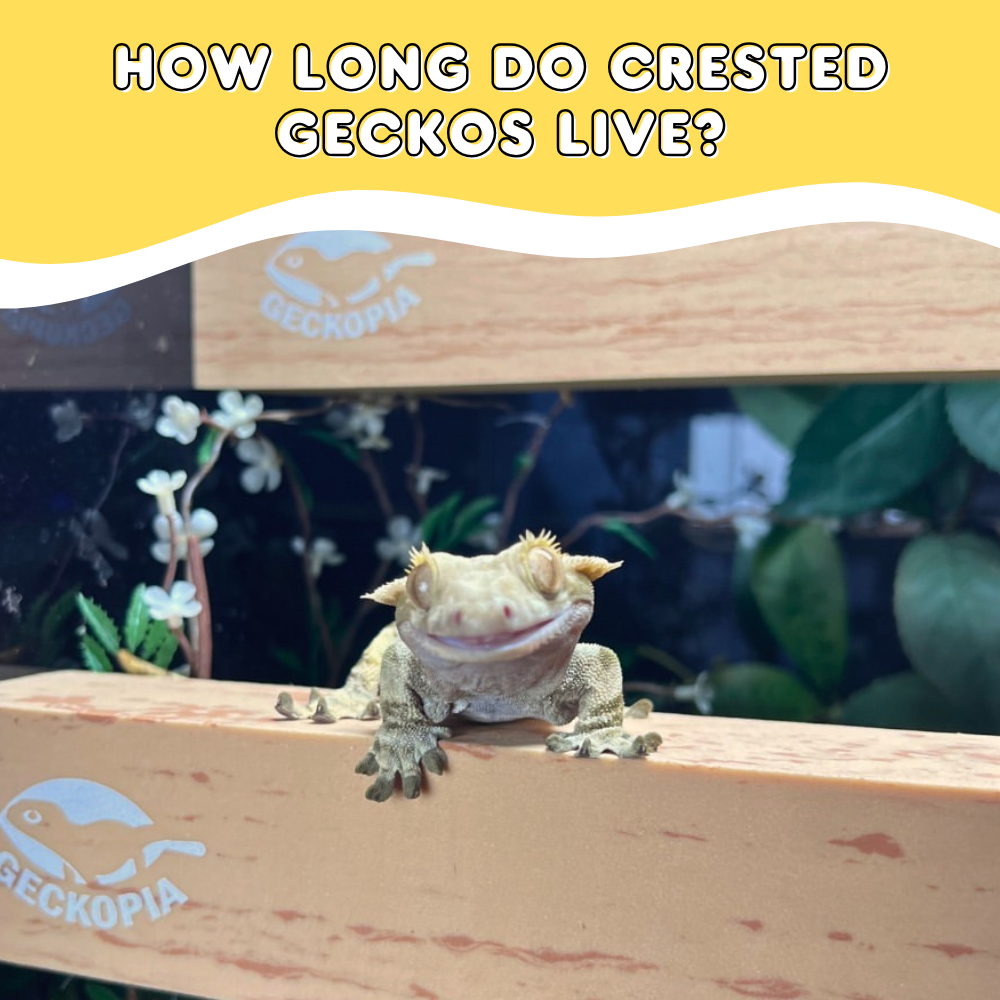 How Long Do Crested Geckos Live?