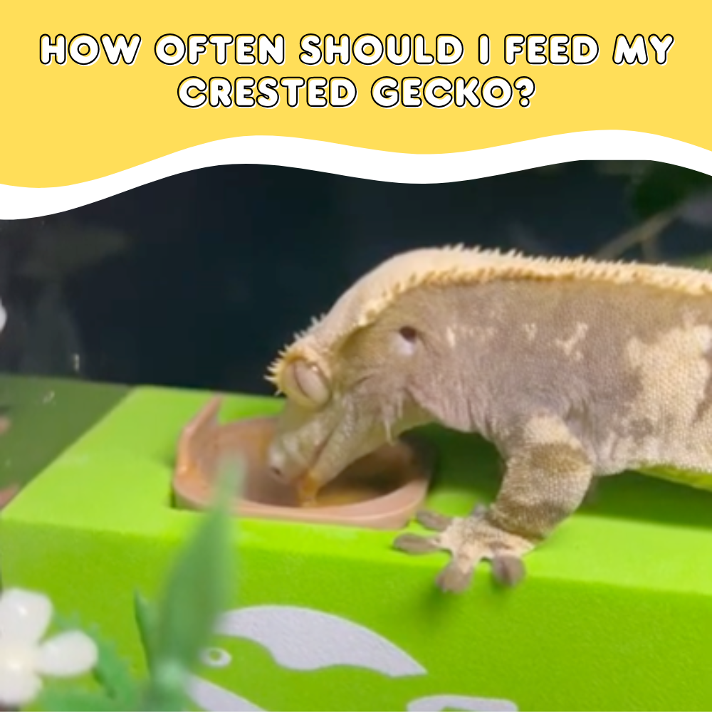 How Often Should I Feed My Crested Gecko?