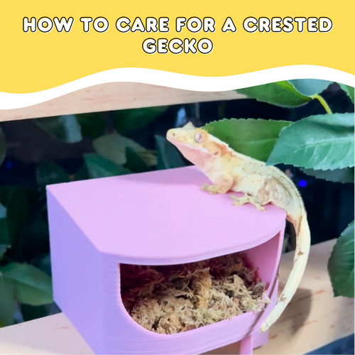 How to Care for a Crested Gecko