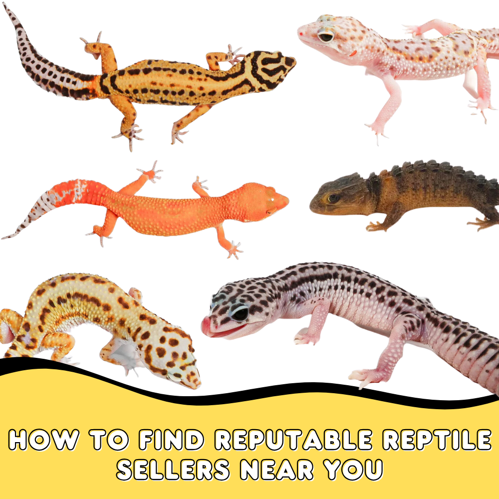 How to Find Reputable Reptile Sellers Near You
