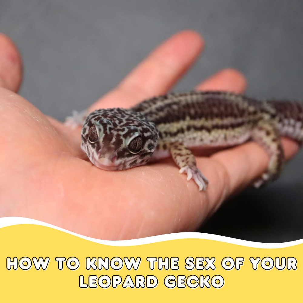 How to Know the Sex of Your Leopard Gecko